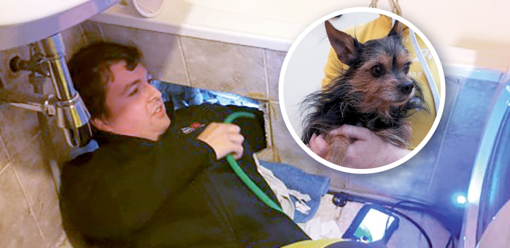 Der kleine Hund wollte nicht mitkommen, verkroch sich hinter der Badewanne.
