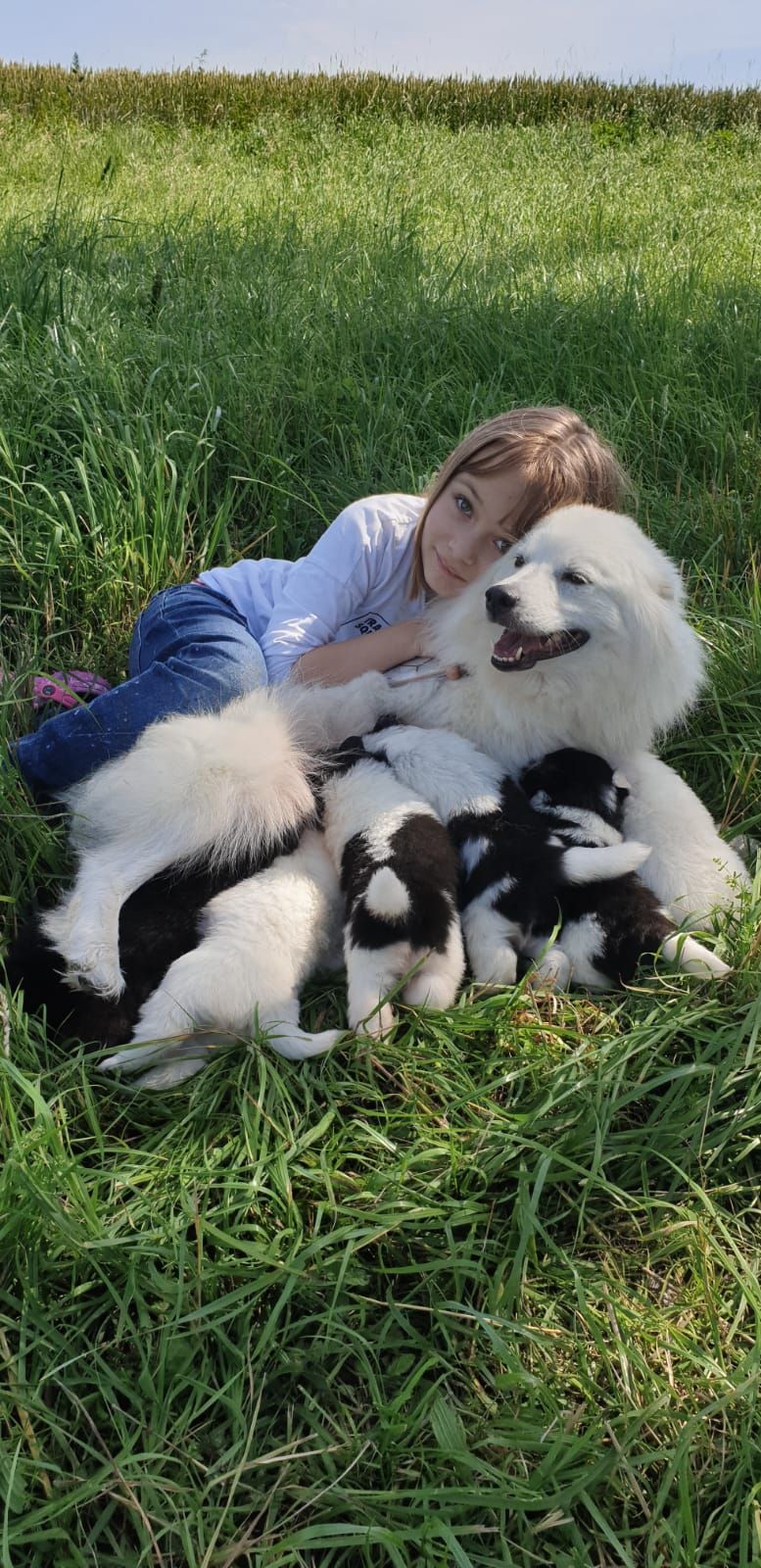 Die Vierbeiner wurden von ihren Besitzern trotz Corona gut versorgt.