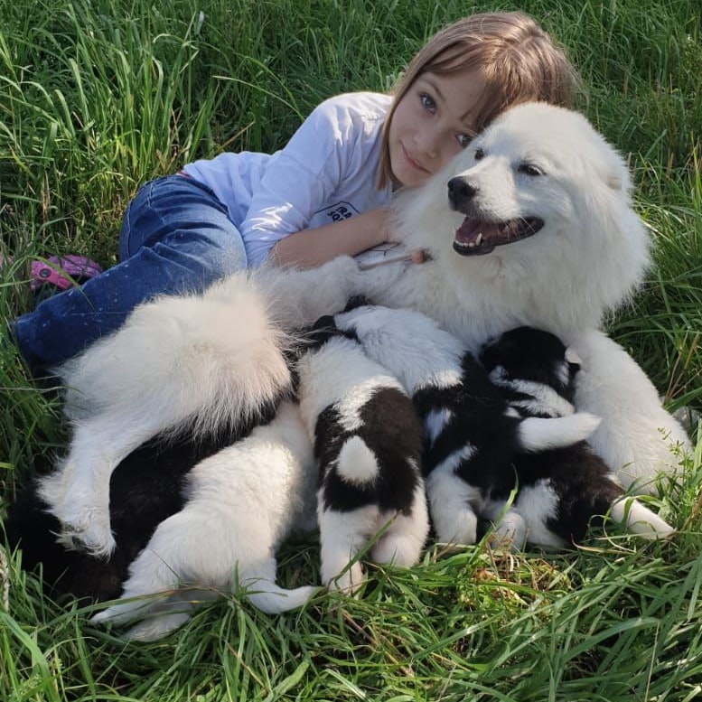 Die Vierbeiner wurden von ihren Besitzern trotz Corona gut versorgt.