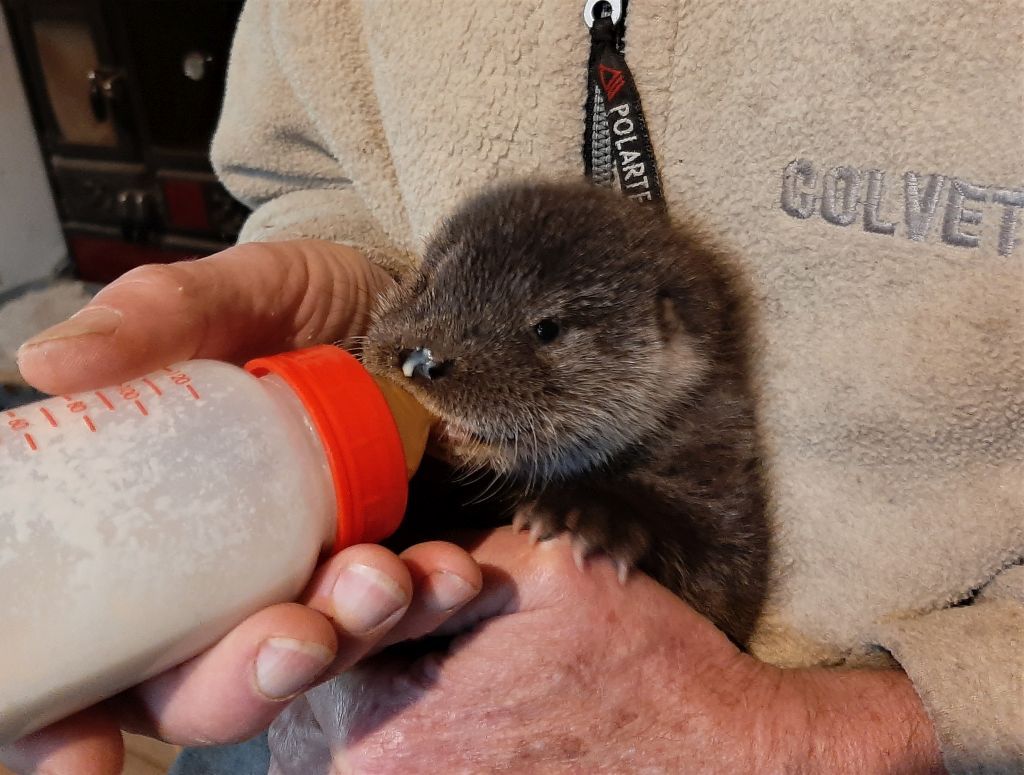 Haringsee, Austria | 2021 10-11 | Young European otters in the EGS, Austria.