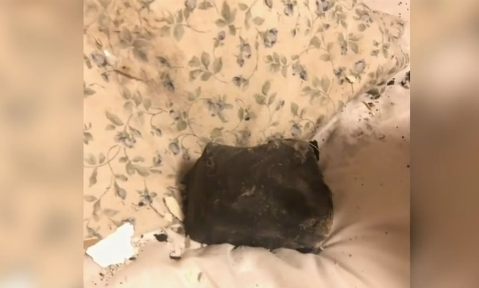 Tatsächlich! Ein Meteorit war durch die Decke gekracht und lag auf ihrem Kopfkissen. 