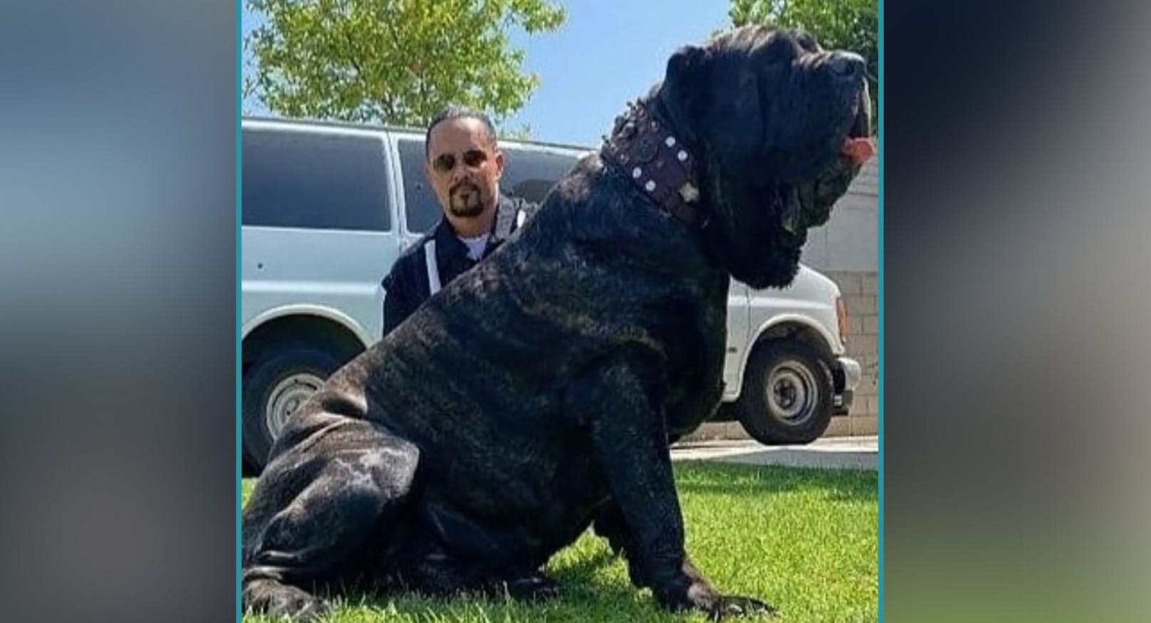 Der Amerikaner Marcus Curtis erschuf eine längst ausgestorbene Riesen-Hunderasse.&nbsp;