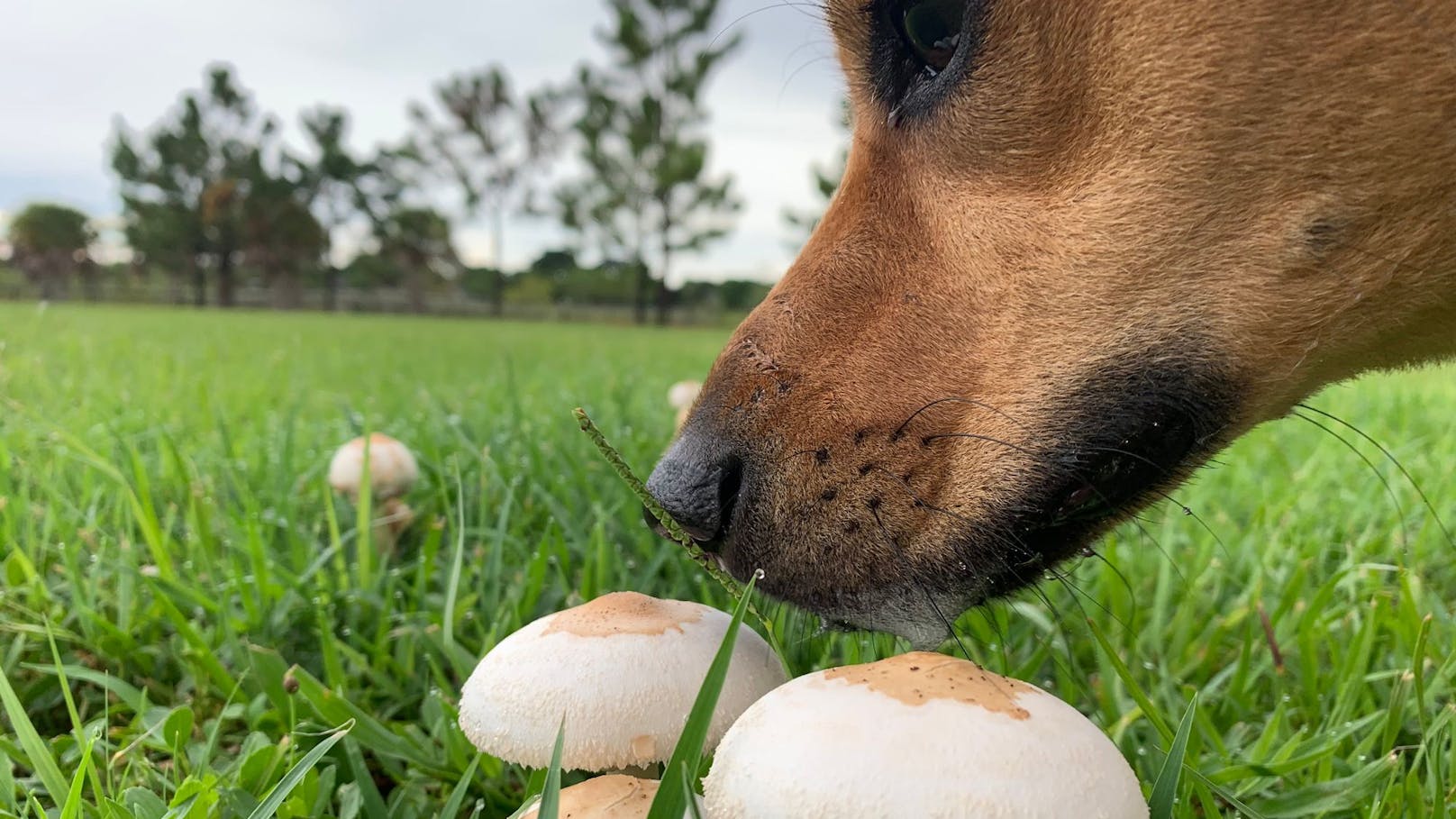 Auch Hunde können sich eine ordentliche, sowie tödliche Pilzvergiftung holen - deshalb Vorsicht bei einem Vielfraß.&nbsp;