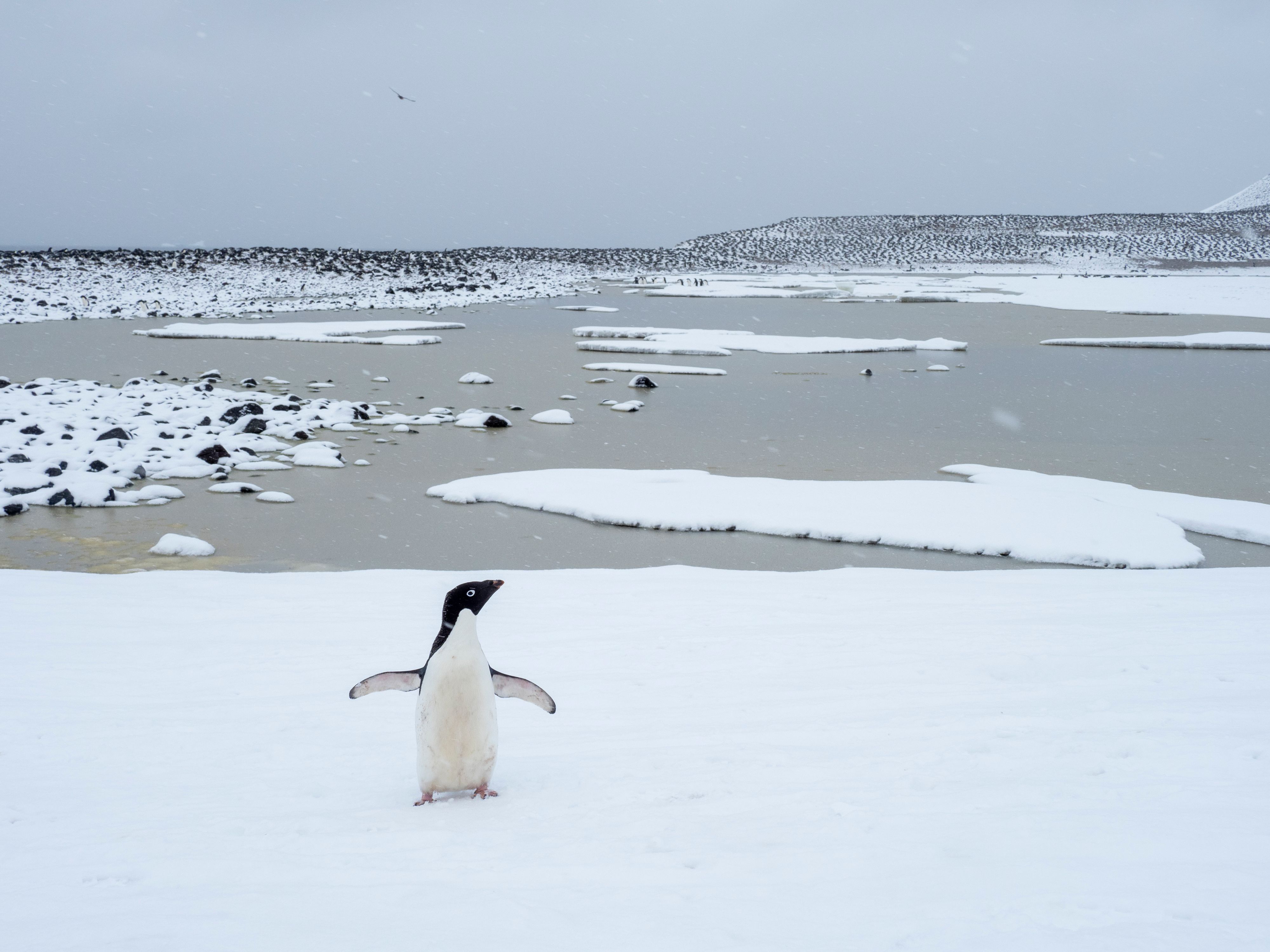 Ein Adélie-Pinguin wurde dieser Tage auf der Südinsel Neuseelands entdeckt.
