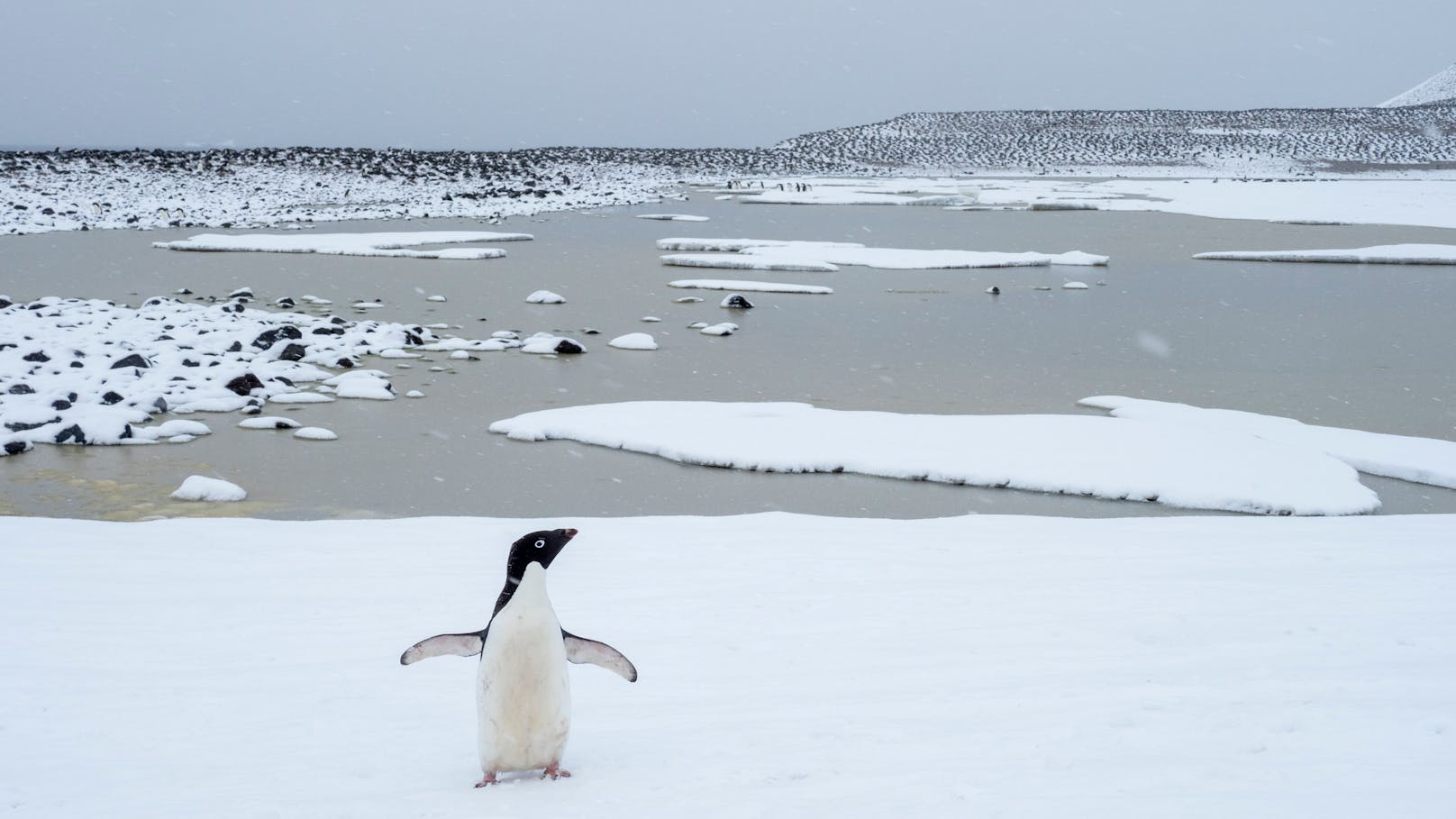 Ein Adélie-Pinguin wurde dieser Tage auf der Südinsel Neuseelands entdeckt.