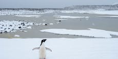 Historisch! Kleiner Pinguin schwimmt 3.000 Kilometer