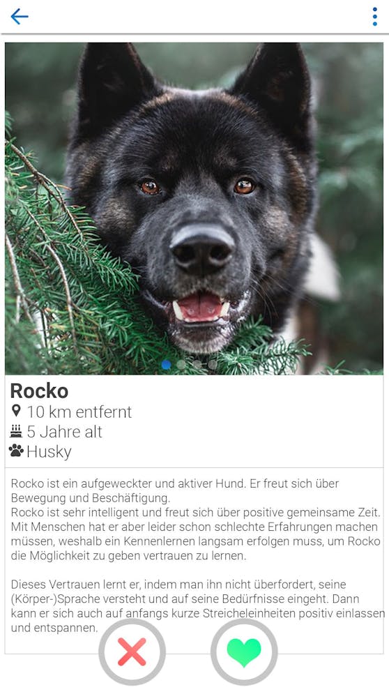Dating-App für Hunde: Atos-Lehrlinge gewinnen WKÖ Hackathon.