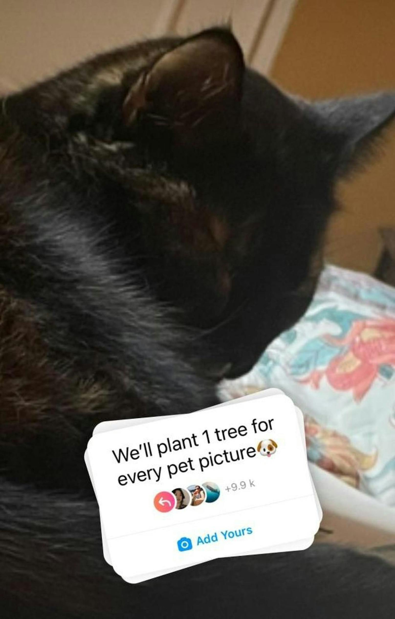 Userinnen und User teilen Fotos ihrer liebsten Haustiere.