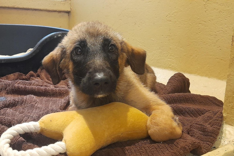 Die Tierschützer der Pfotenhilfe braucht dringend Kuscheldecken, Fleckerlteppiche... etc. 