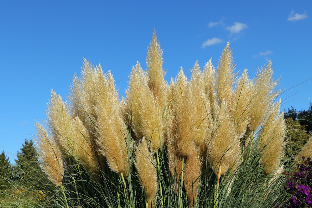 Pampasgras ist ein imposantes Ziergras, das alle Blicke auf sich zieht - dazu braucht es allerdings auch die richtige Überwinterung.