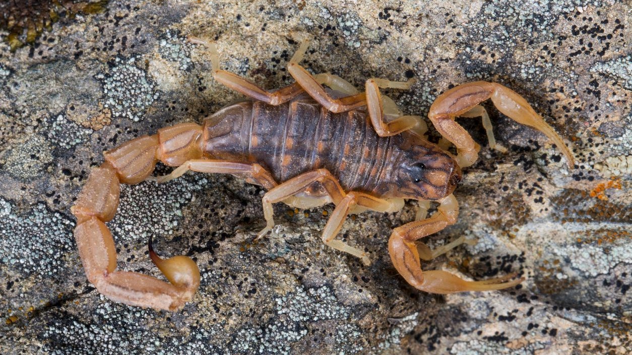 Das Wasser spülte Skorpione aus ihren Verstecken, die unzählige Menschen stachen und drei töteten.