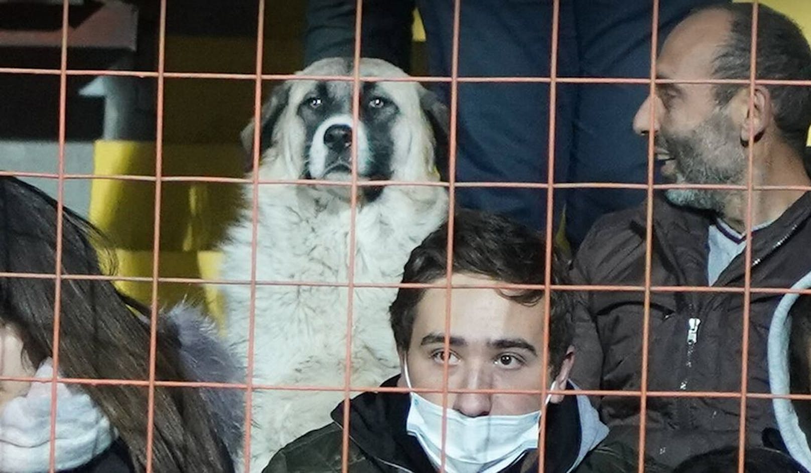 Hund schaut Deutschland-Länderspiel live im Stadion