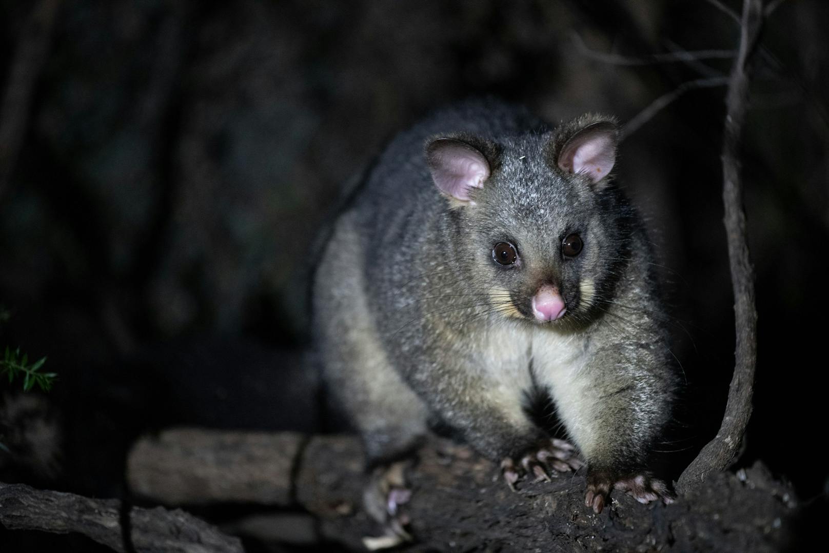 Possums leben unter anderem in Australien oder Neuseeland.&nbsp;