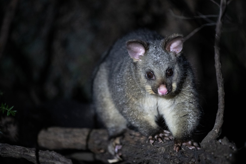 Possums leben unter anderem in Australien oder Neuseeland. 