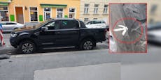 Unbekannte Wiener Rowdys zerstechen Ranger-Reifen