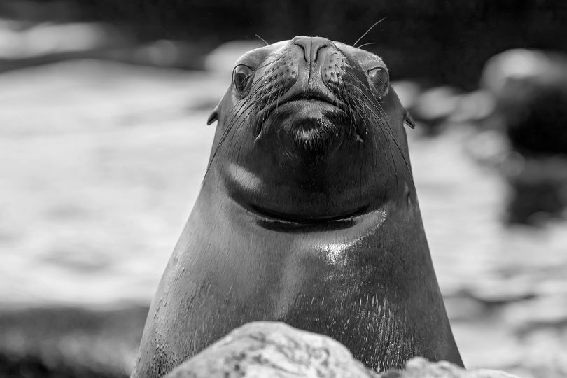 Robbe "Pedro" verstarb viel zu früh.