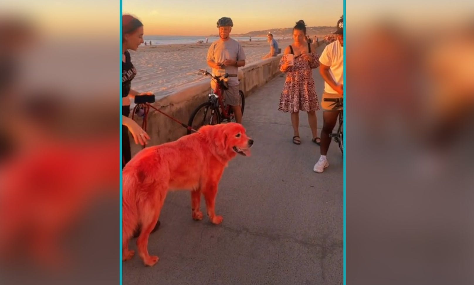 Chloe meint auch, ihr Hund liebt die Aufmerksamkeit, denn bei jedem Spaziergang bleiben die Passanten stehen um den Hund zu fotografieren. 