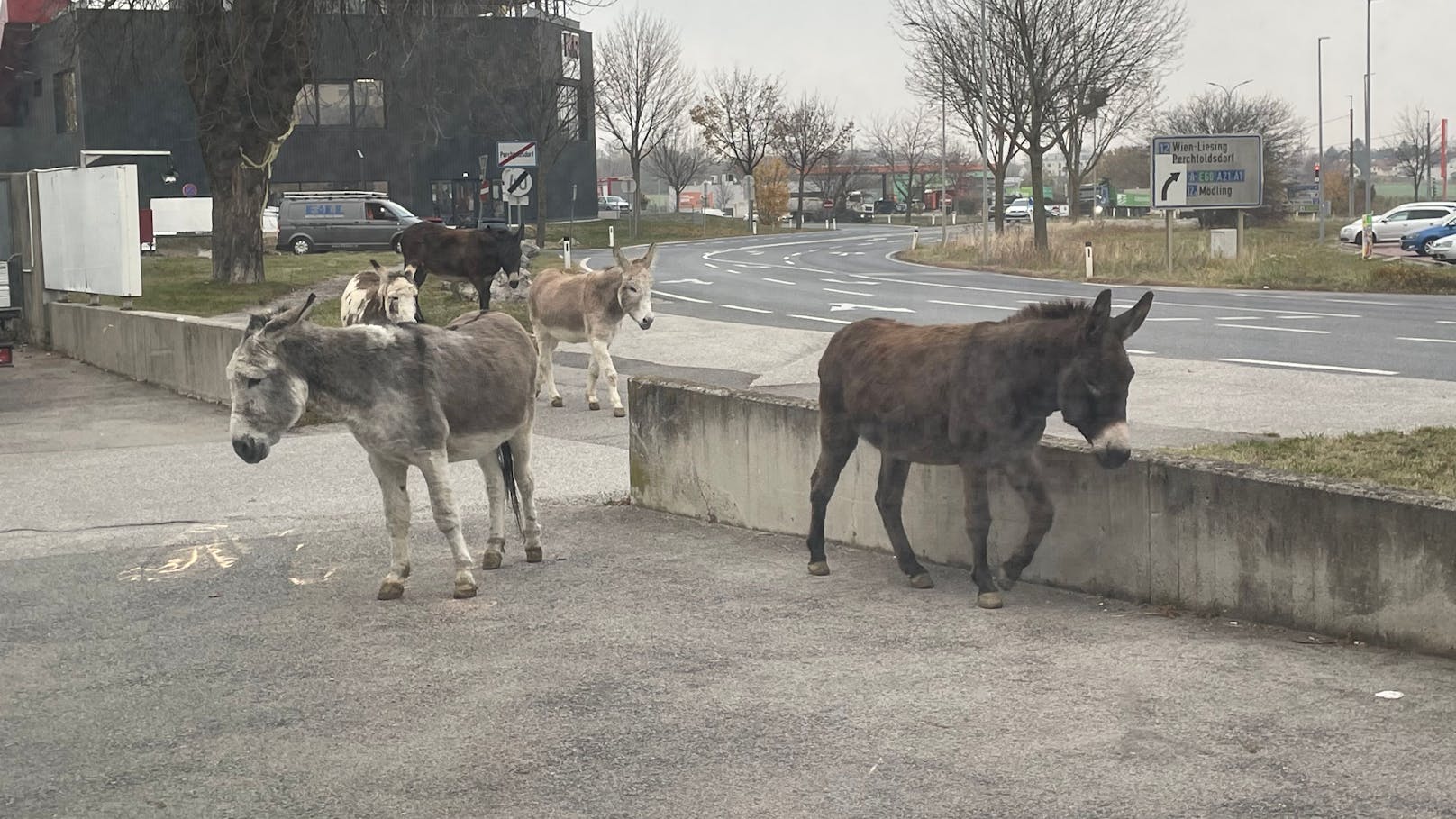 Bild 10: "Wie Jumanji!" – Eine Eselgruppe büxte aus und lief durch die Straßen von Perchtoldsdorf. <a href="https://www.heute.at/s/esel-laufen-durch-perchtoldsdorf-wie-bei-jumanji-100173931">Mehr dazu &gt;&gt;&gt;</a>