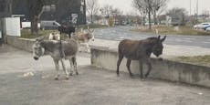 Esel laufen durch Perchtoldsdorf: "Wie bei Jumanji"