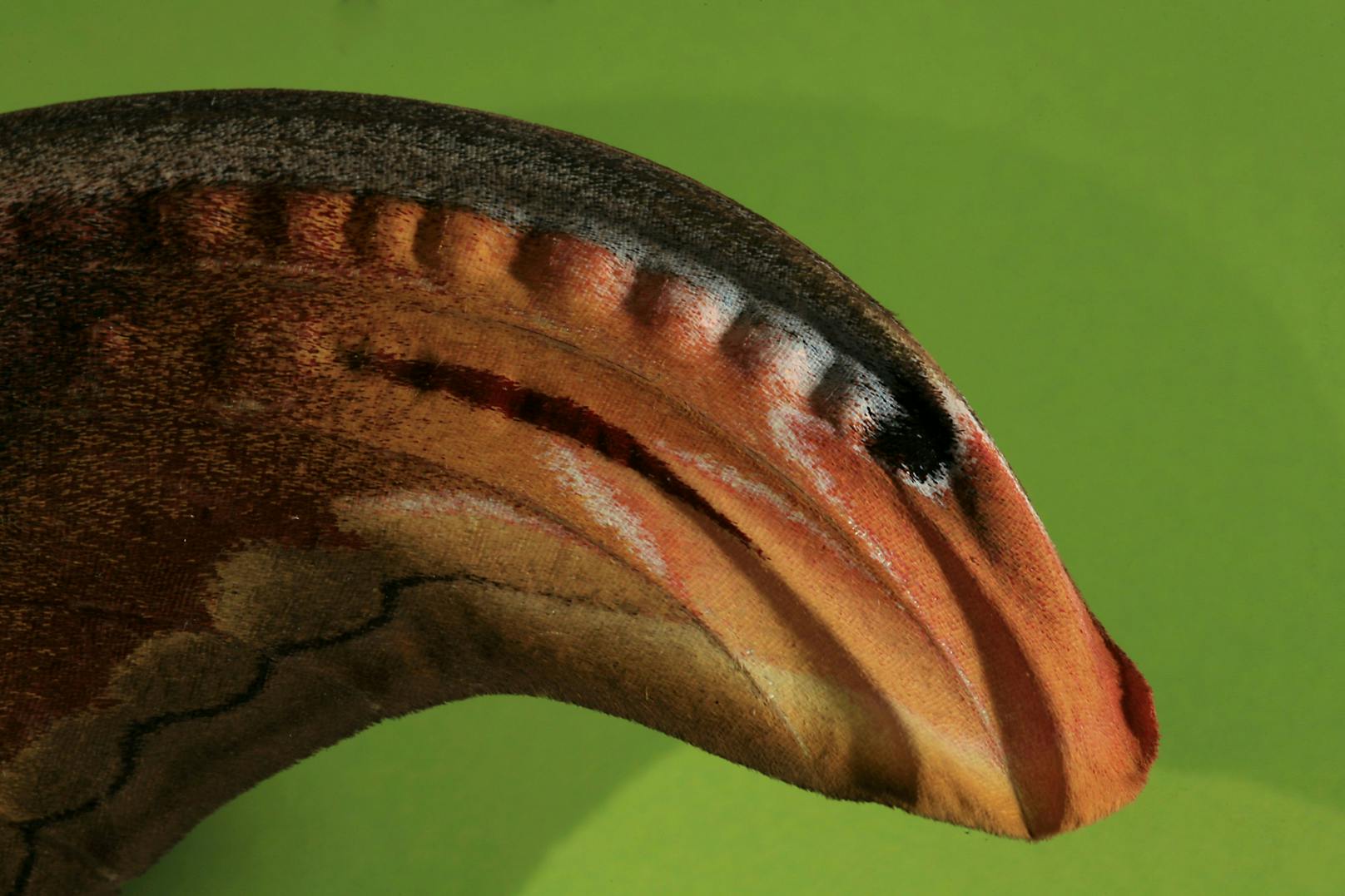 Sein besonderes Merkmal sind die oberen Enden seiner Flügel - sie sehen aus wie Köpfe einer Kobra. 