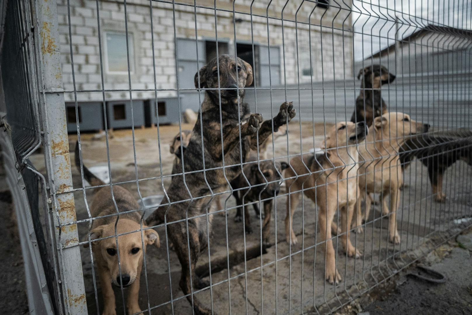 Die weltweite Tierschutzorganisation "Vier Pfoten" startete Anfang November ein Notfallsprojekt für die Straßenhunde Moldawiens. 