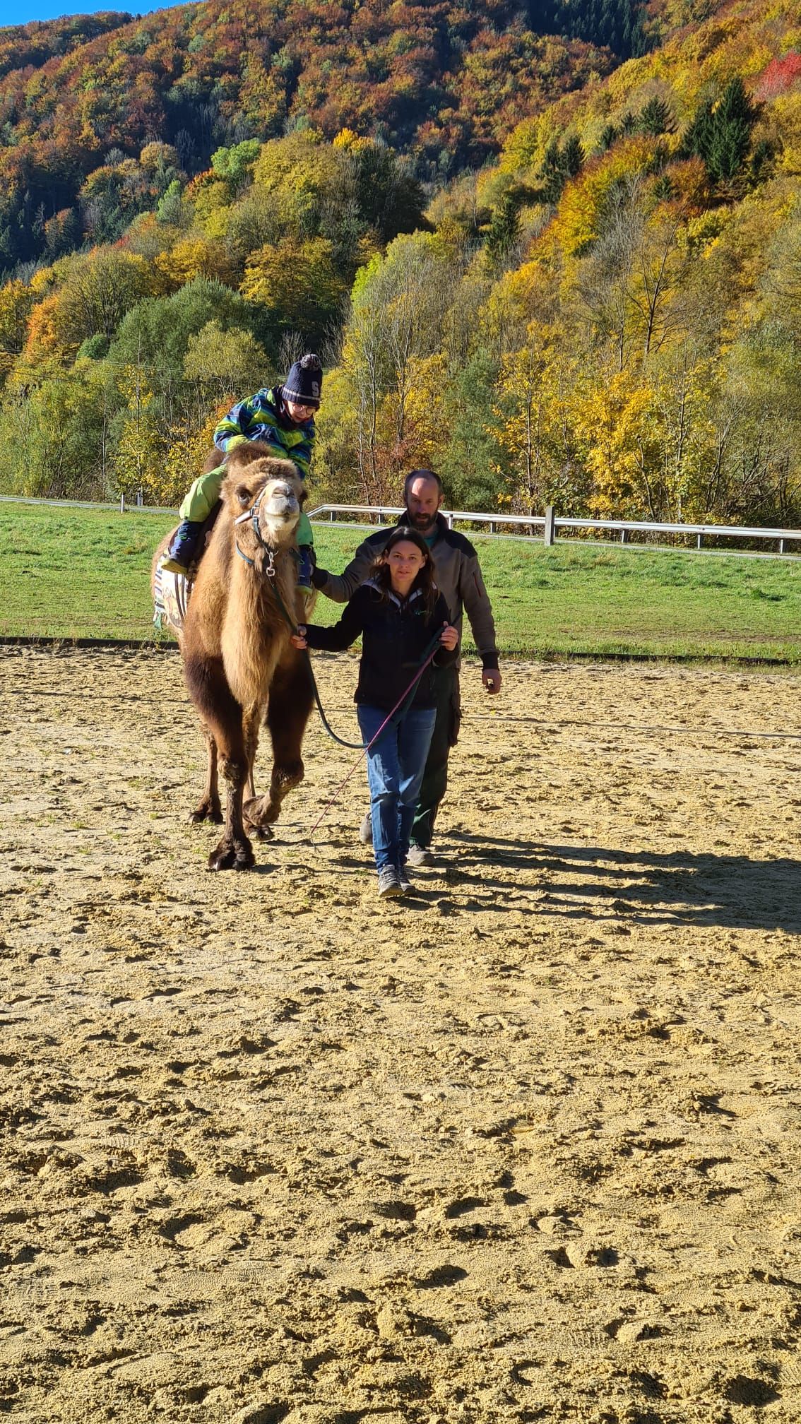 Die Kamele von Anita Vonwald begeistern Jung und Alt.