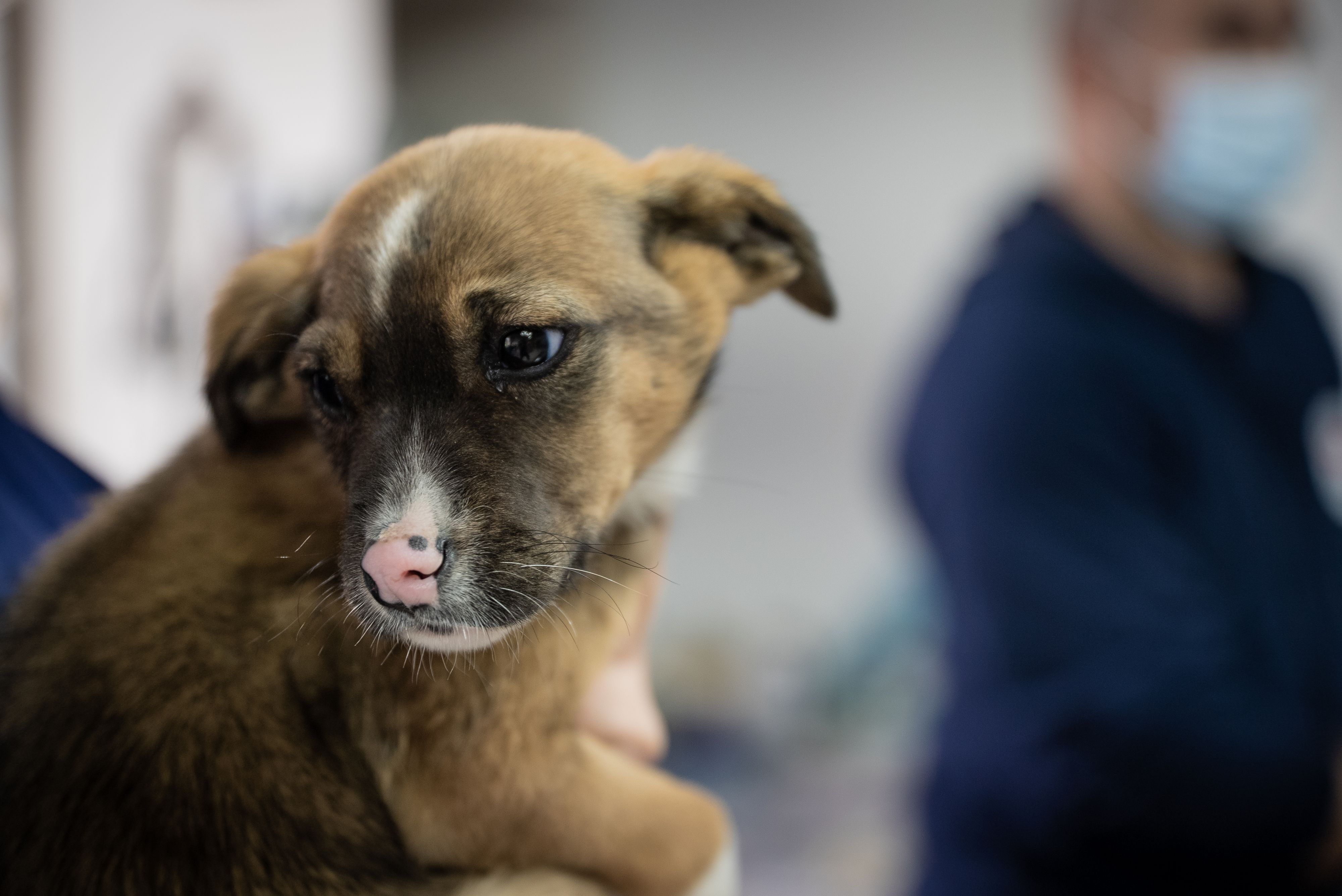 Heute.at - Wer billig kauft, kauft teuer! Auch oftmals bei Hunden