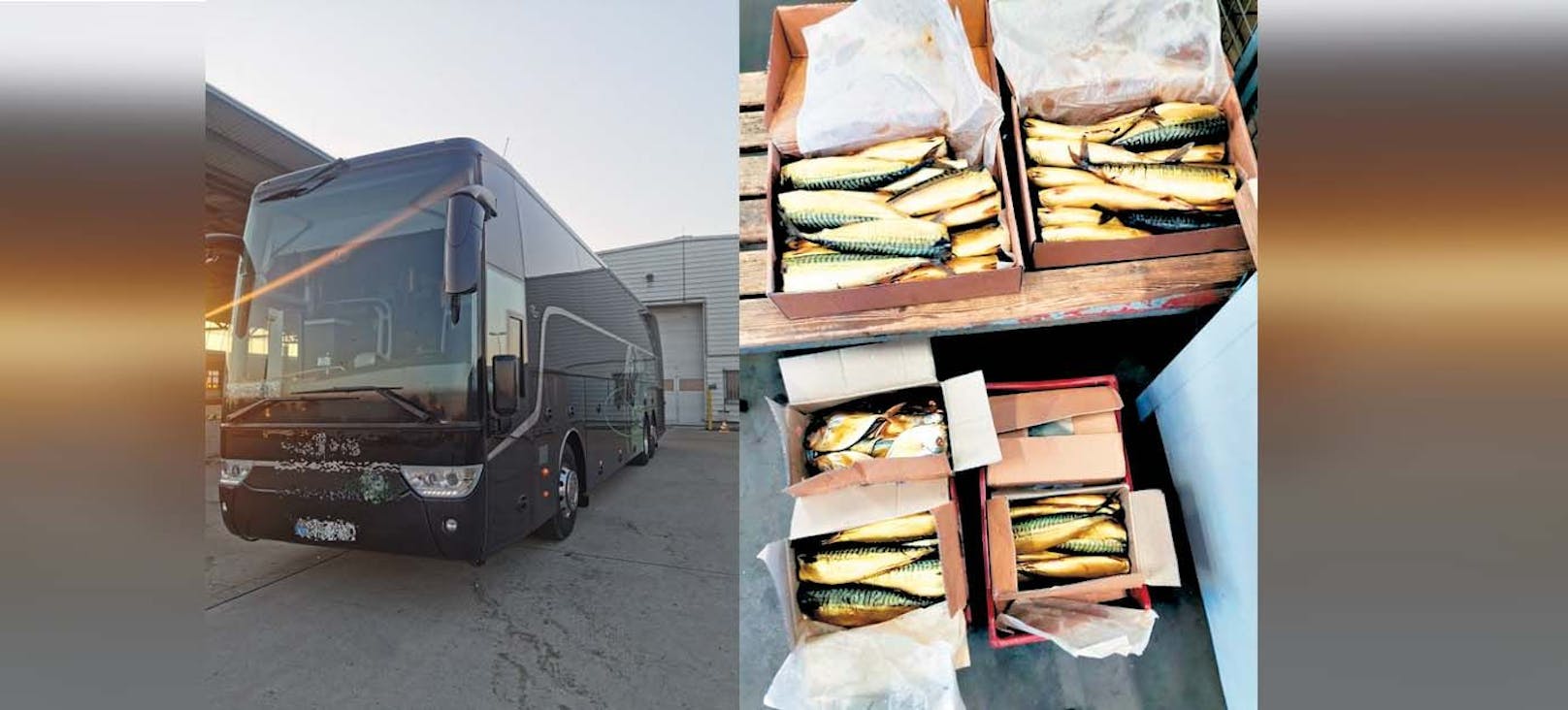 Reisebus entpuppte sich als illegaler Fisch-Transport