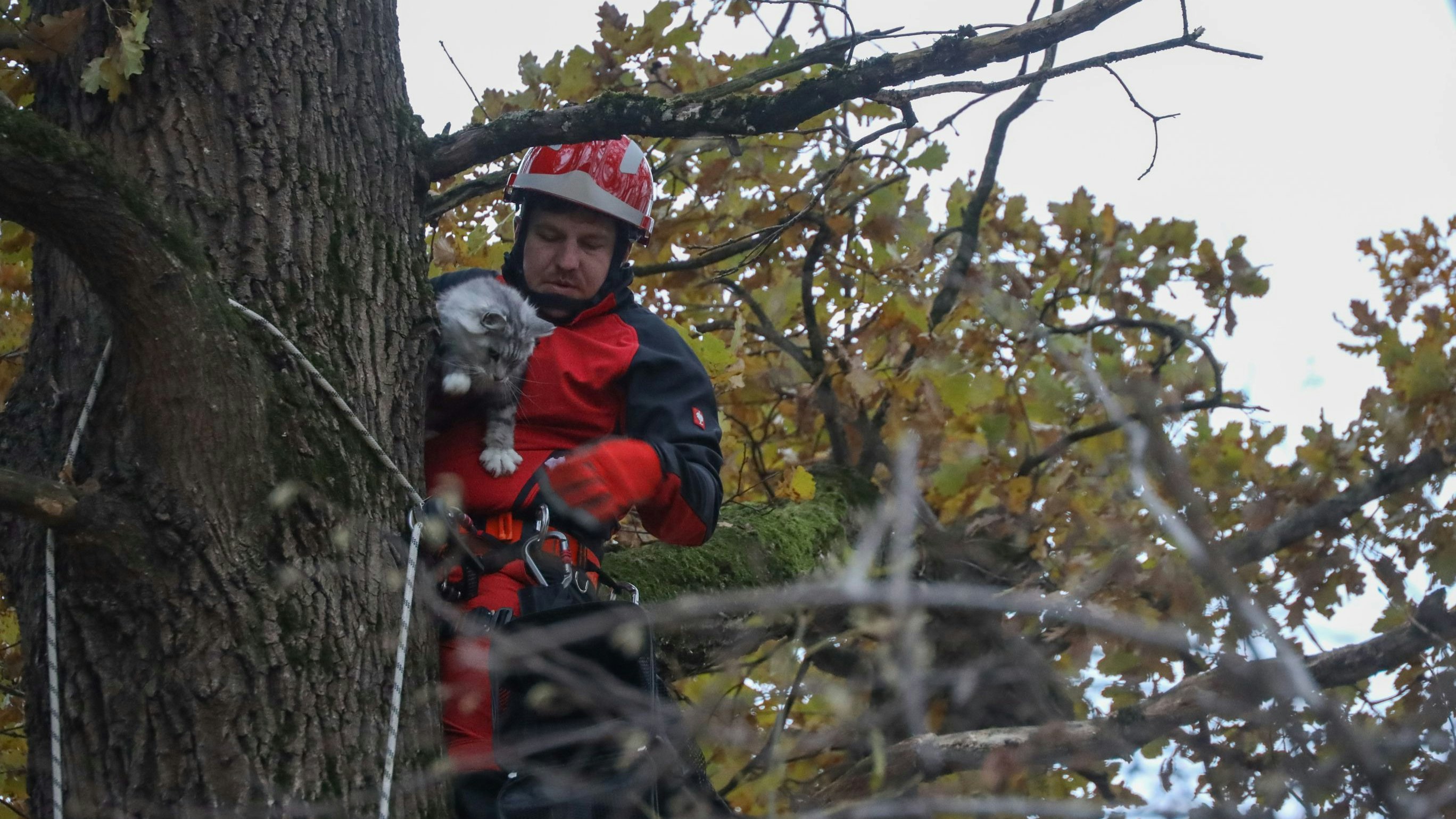 Tierschützer konnten die Katze retten.