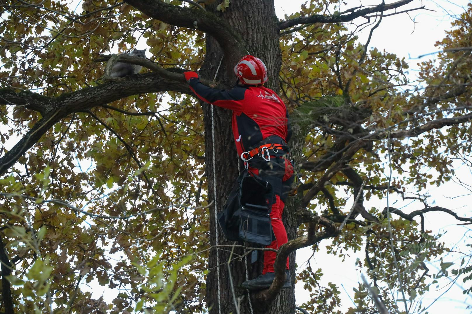 Ein Tierschützer kletterte mit einem Seil den Baum hinauf.