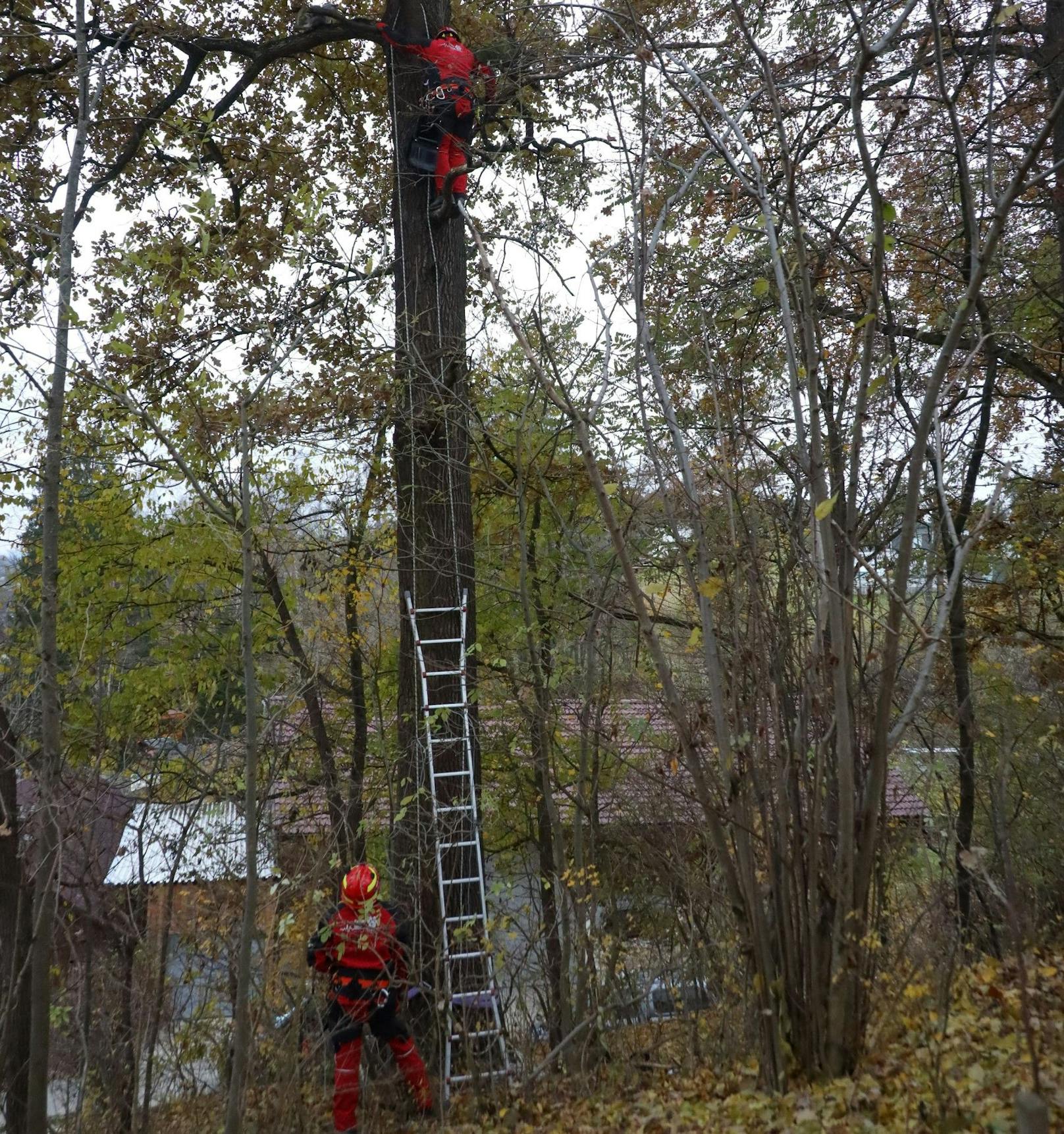 Die Leiter reichte nur für die ersten paar Meter.