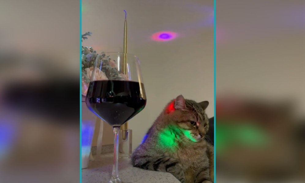 Kater Stephan ist wohl ein würdiger Nachfolger von 