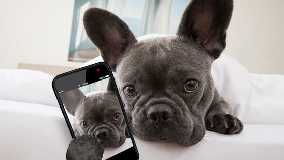 Eine Forscherin und Hundebesitzerin entwickelte an der schottischen Universität Glasgow nun das erste "Dogphone".