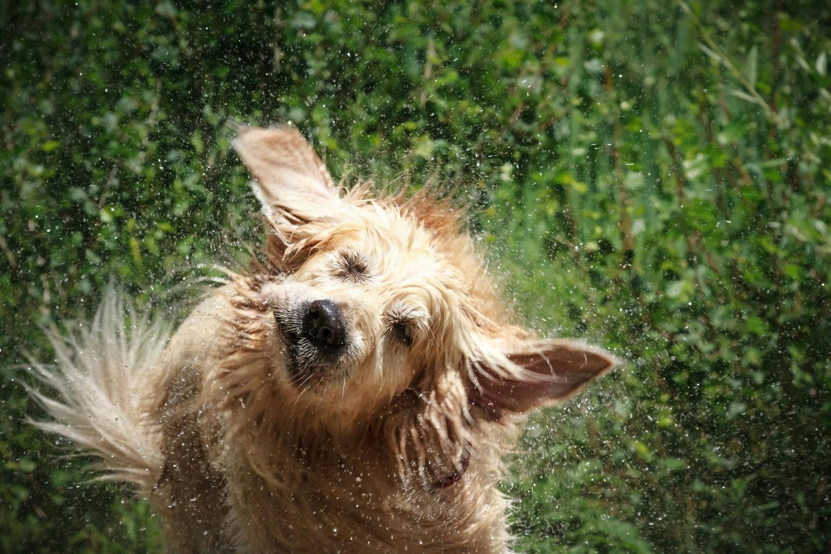 Doch Hunde schütteln sich nicht nur wenn sie nass sind.&nbsp; 