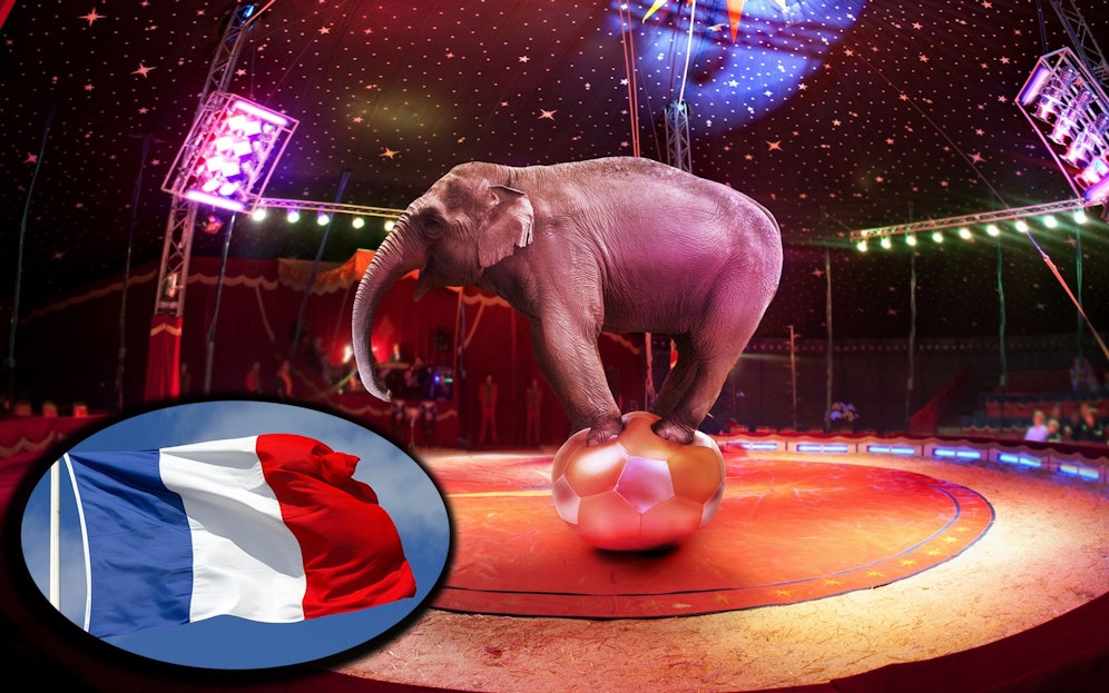 In Frankreich wurde nun ein wegweisendes Gesetz im Kampf gegen Tierleid verabschiedet. 