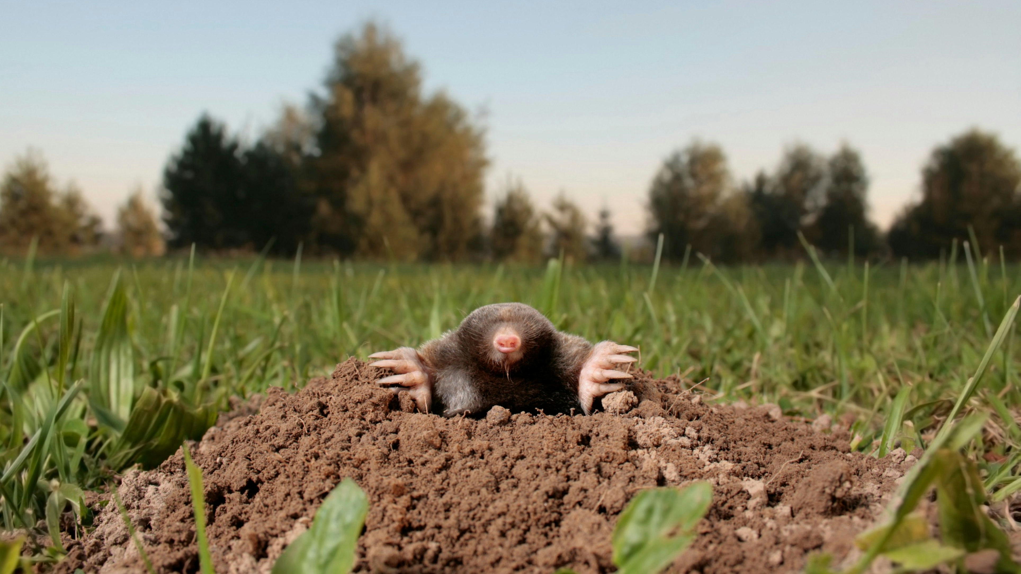 Heute.at - Dieses Mittel gegen Maulwürfe hat jeder im Kühlschrank