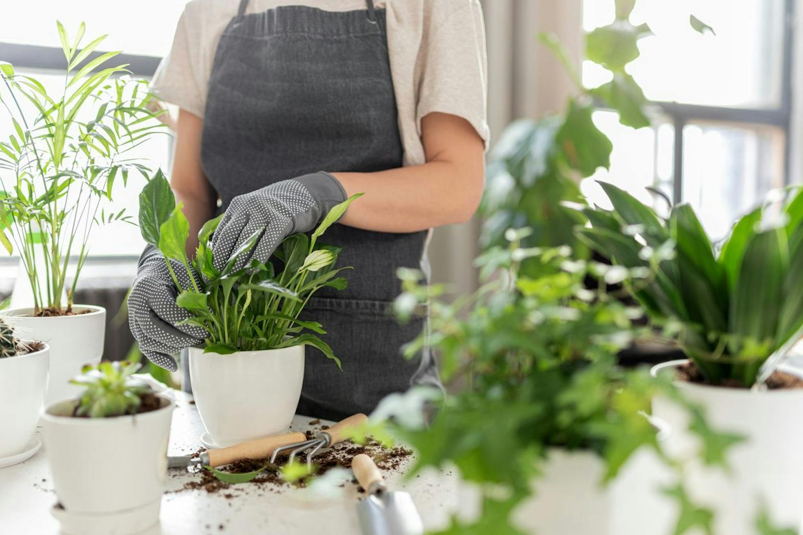 Beim Indoor-Gardening wirst du nach all der Pflege und Fürsorge&nbsp; innerhalb weniger Monate mit den Früchten deiner Arbeit belohnt, und zwar im wortwörtlichen Sinn.