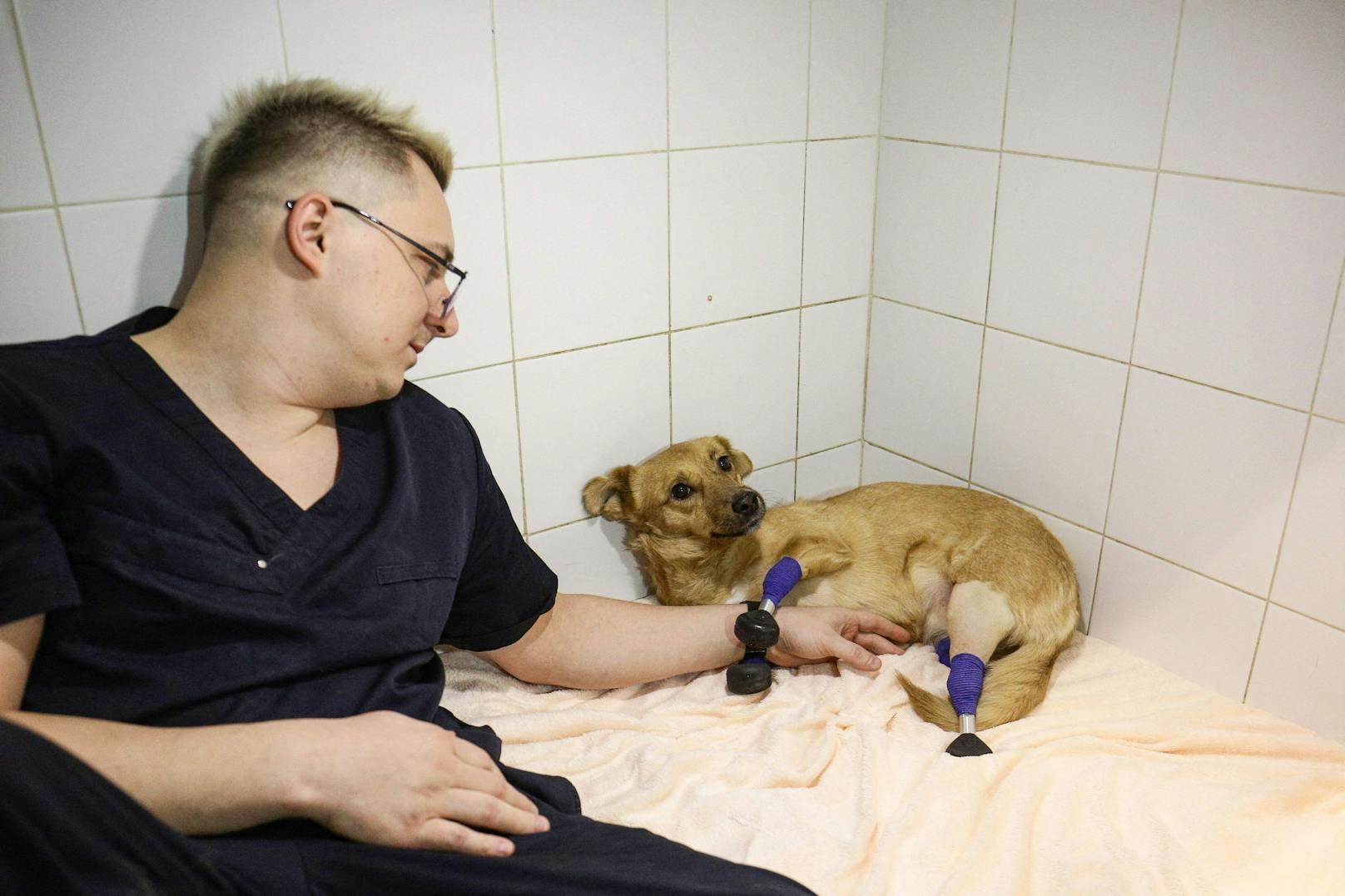 Ihre Besitzerin Alla Leonkina fand durch Zufall die Tierkliniks des innovativen Arztes. 