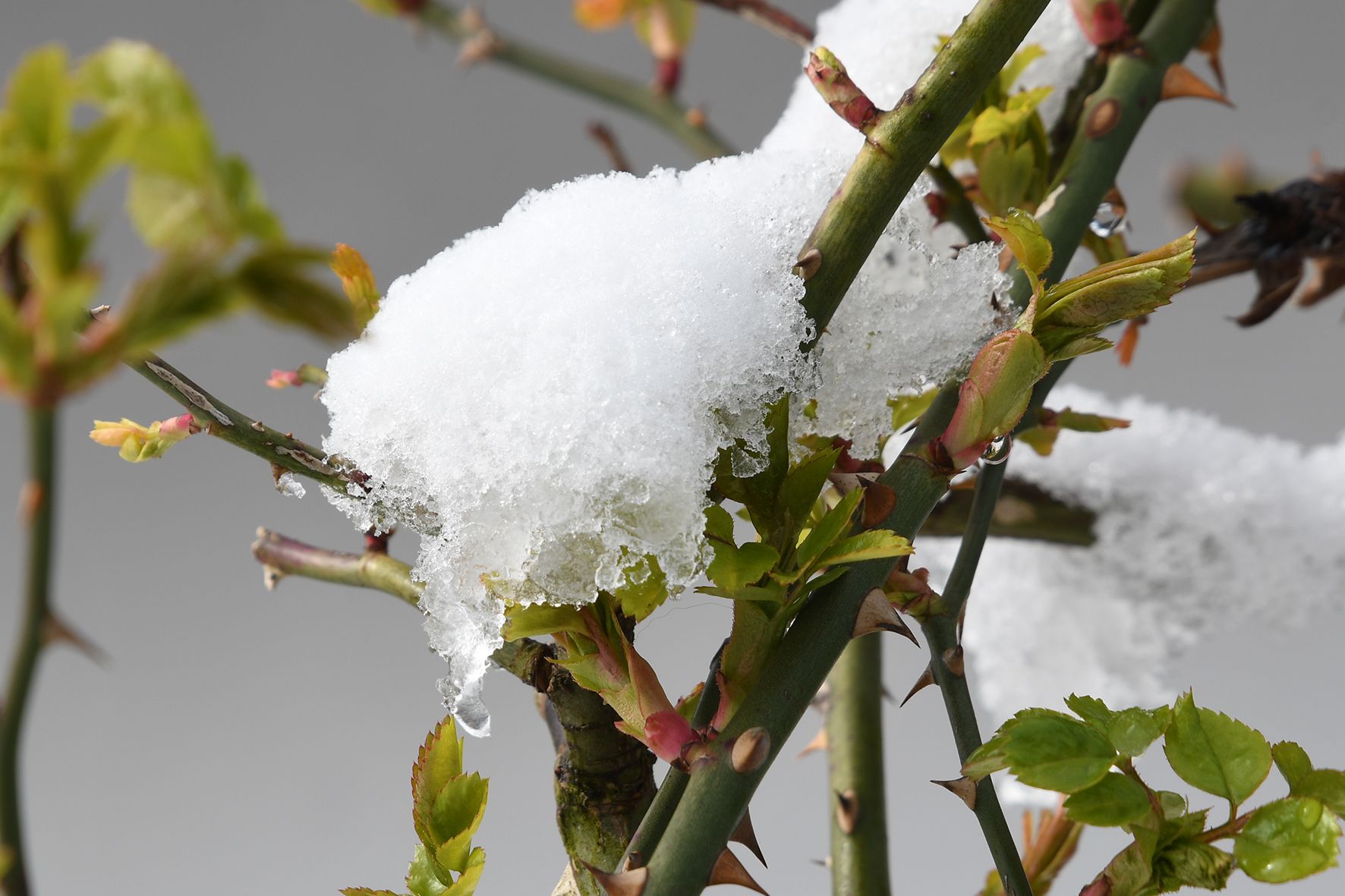 Täglich wird es nun kälter, der Winter zeigt seine kräftige Seite.