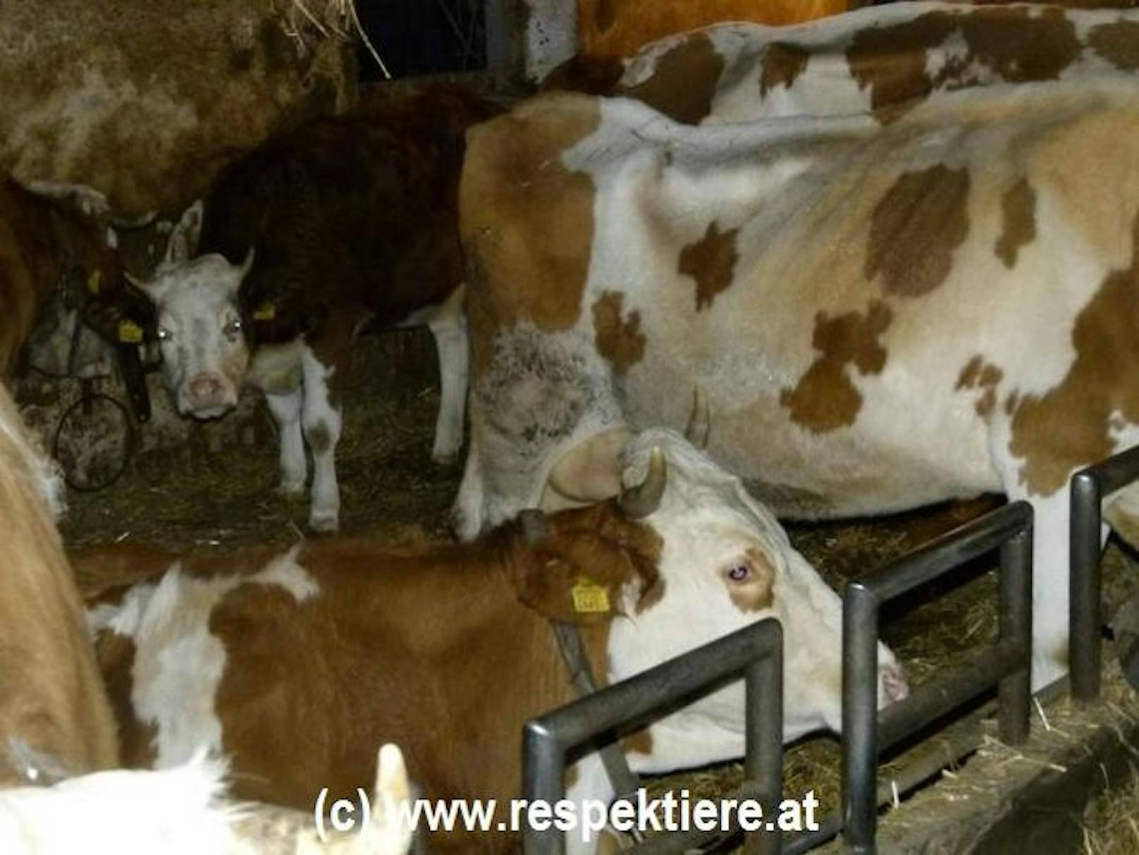 Kälber, Kühe am Zwischengang in Ketten, übervoller Stall: Tierschützer schlagen Alarm