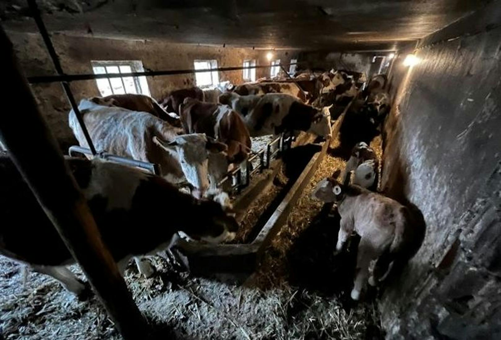 Kälber, Kühe am Zwischengang in Ketten, übervoller Stall: Tierschützer schlagen Alarm