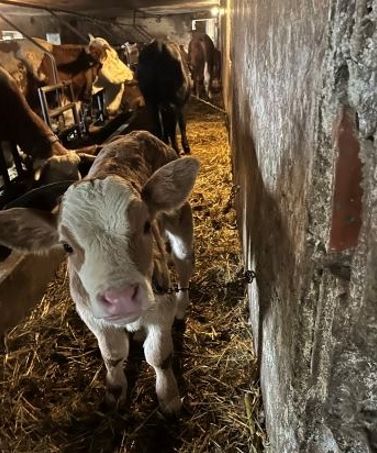 Kälber, Kühe am Zwischengang in Ketten, übervoller Stall: Tierschützer schlagen Alarm
