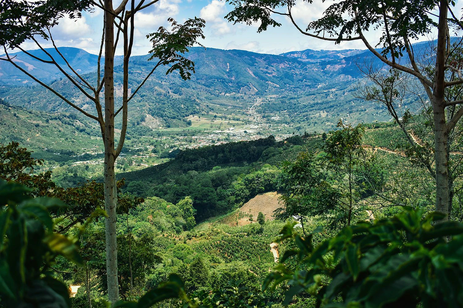 Der erste Qbo Kaffee in der neuen Bio-Kunststoffkapsel kommt als Limited Edition aus Costa Rica.