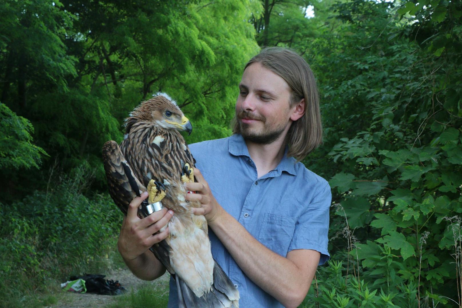 Kaiseradler Johannes wurde durch eine Windkraftanlage getötet. Hier, bei der Besenderung mit BirdLife Mitarbeiter Johannes Hohenegger war noch alles bestens.