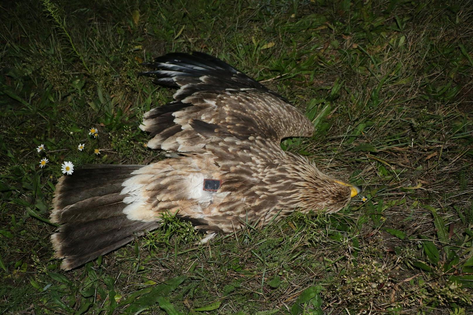 Durch den Unfall wurde dem Adler der rechte Flügel abgetrennt.&nbsp;