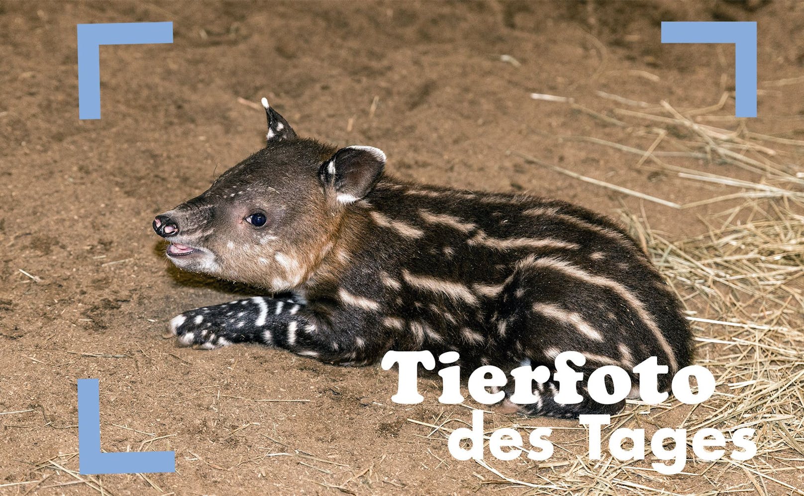 Im Zoo von Cottbus kam am 19. November ein kleiner Tapir zur Welt. Wenn das nicht niedlich ist...?