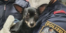 Wiener rettet Hund – Tierische Ermittlungen für Polizei