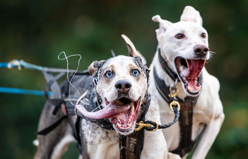 Am Sonntag gaben die 