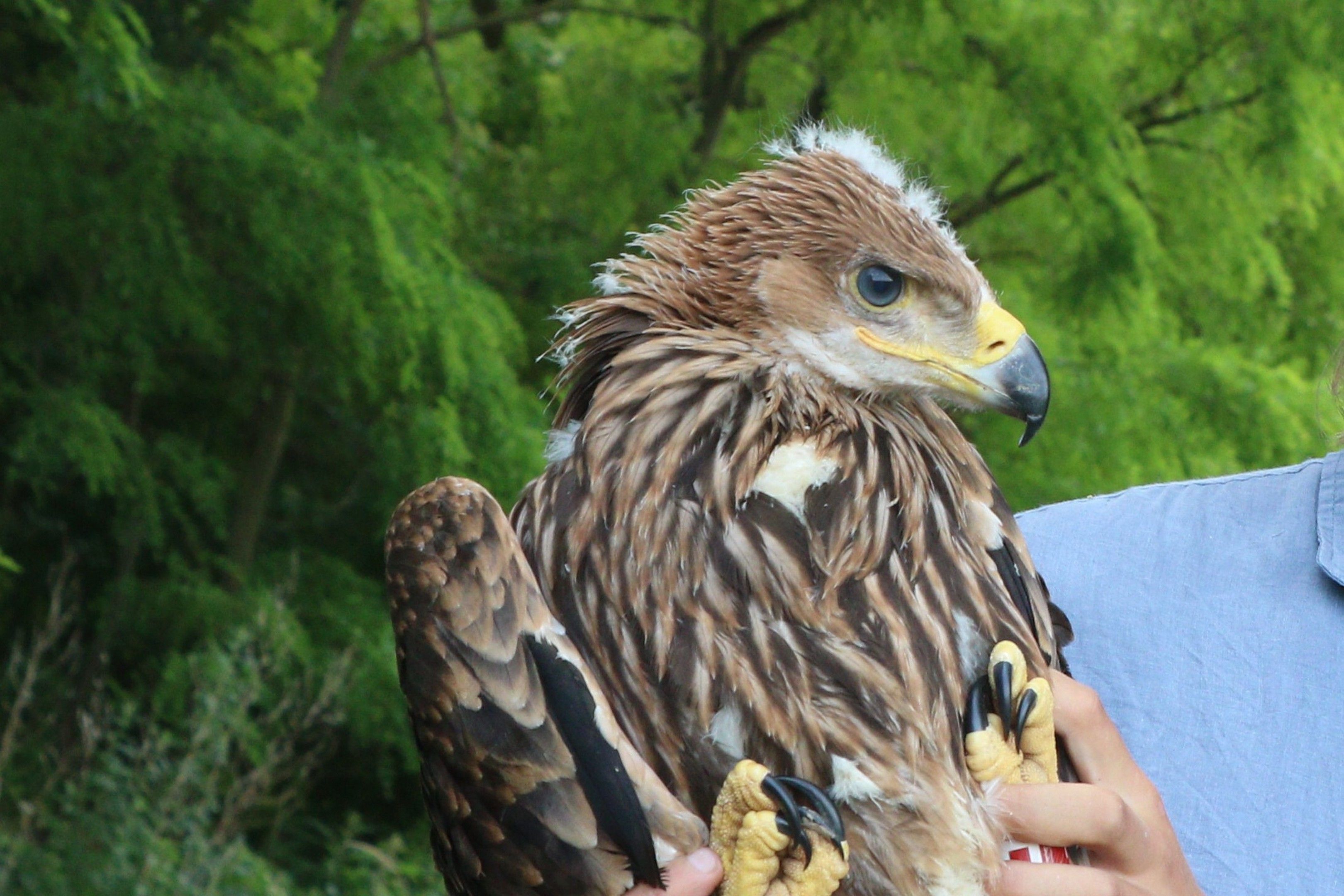 Kaiseradler Johannes wurde durch eine Windkraftanlage getötet.