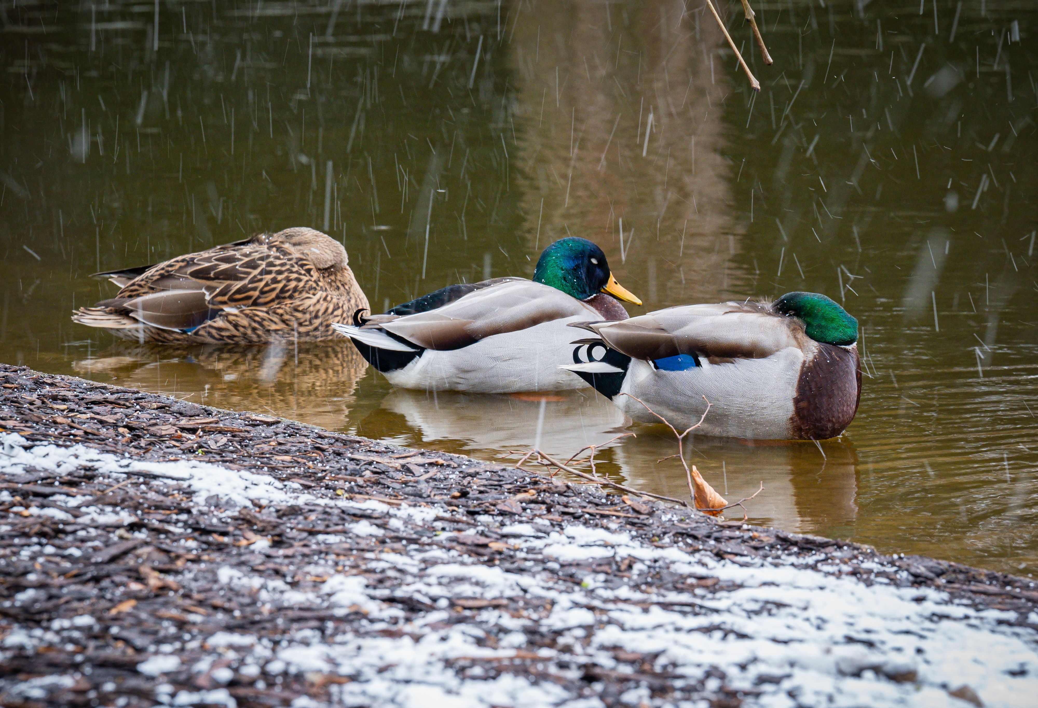 Ab 900 Metern Seehöhe aufwärts wird Schneefall erwartet.